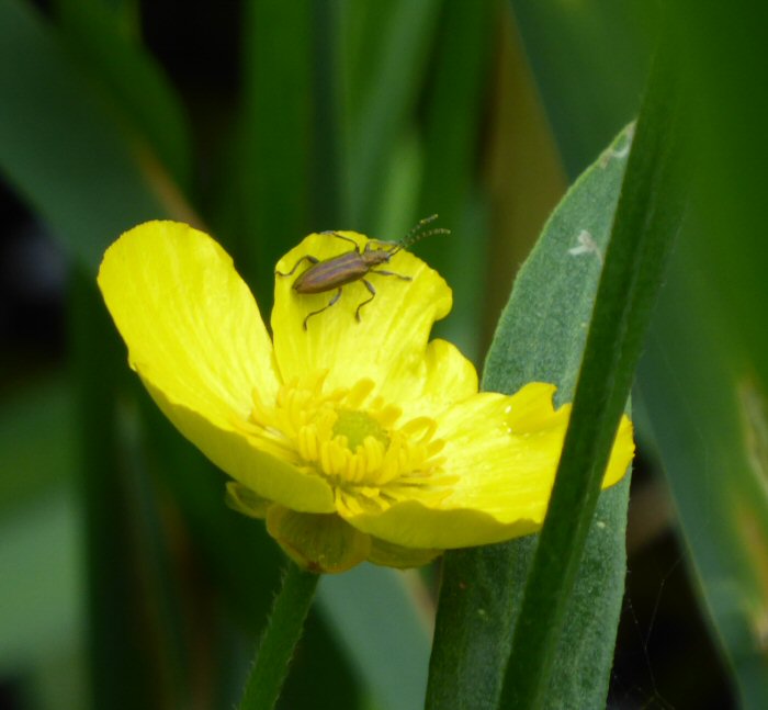 Greater Spearwort and insect
