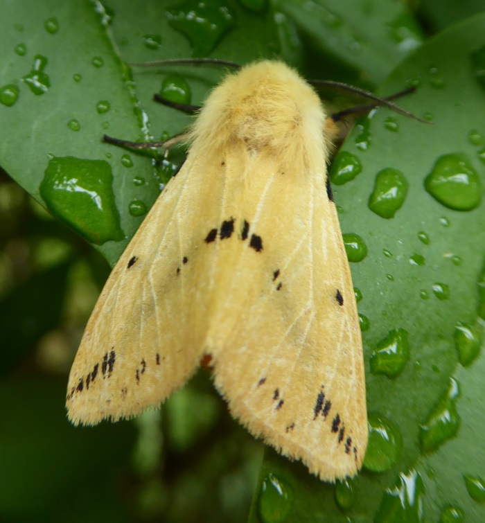 Buff Ermine moth