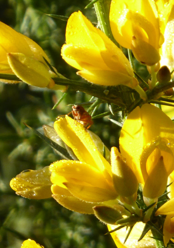 Insect on Gorse Flower