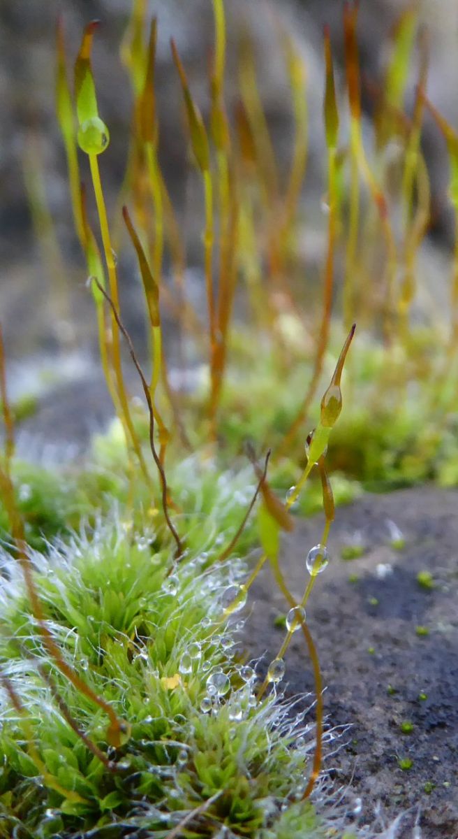 Water droplets on moss capsules