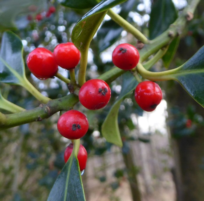 Red Holly berries