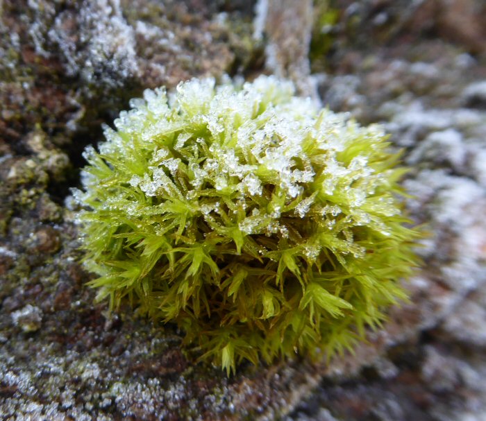Ice covered moss
