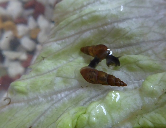 Mud Snails on lettuce