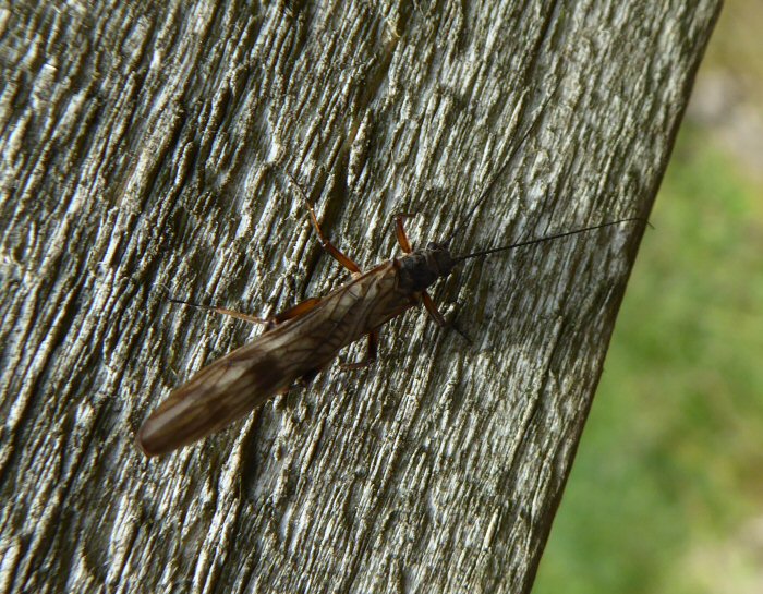 Stonefly species