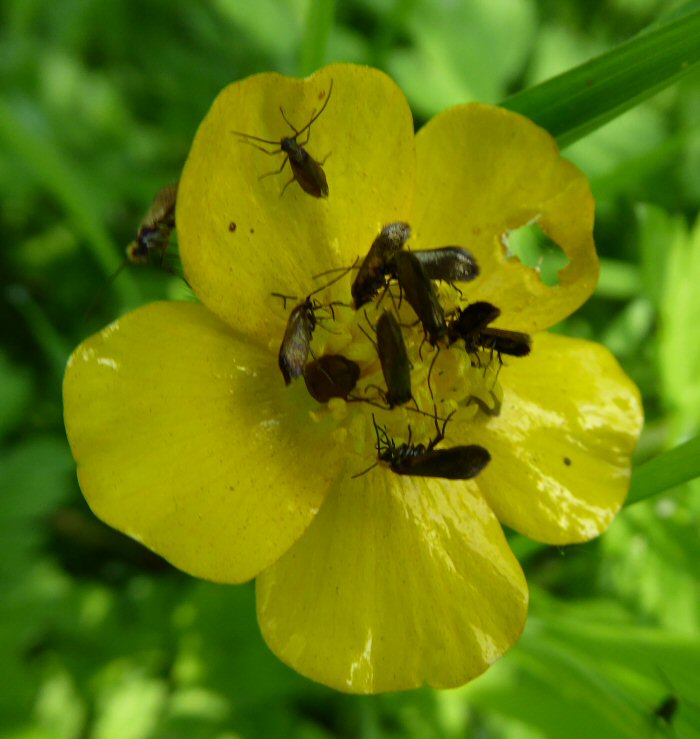 How many insects on a buttercup flower?