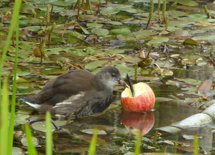 Moorhen feeding on apple