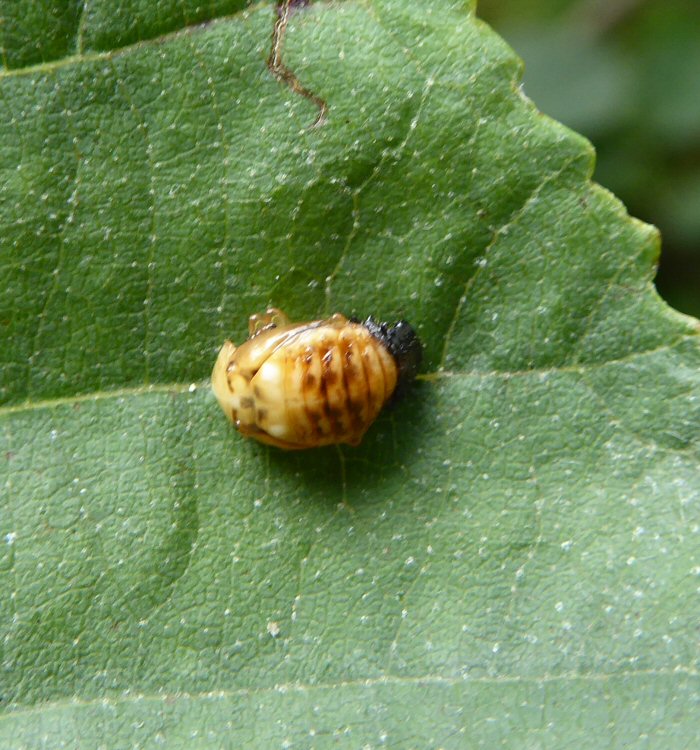 Pupa of Green Leaf Beetle