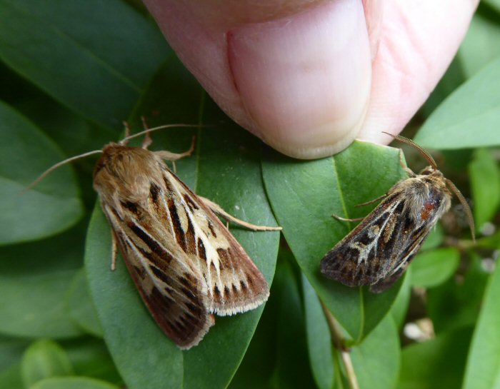Female and male Antler moths