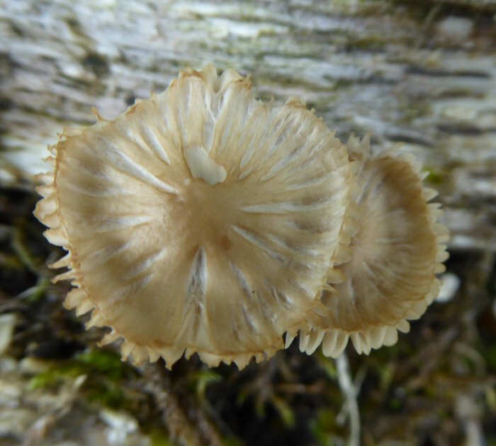 An attractive fungus