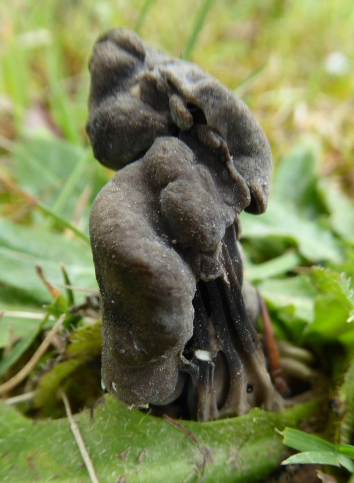 Elfin Saddle fungus