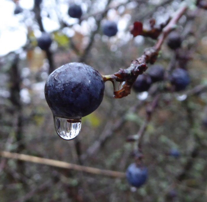 Water droplet on Sloe berry
