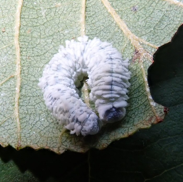 Woolly Alder Sawfly larva