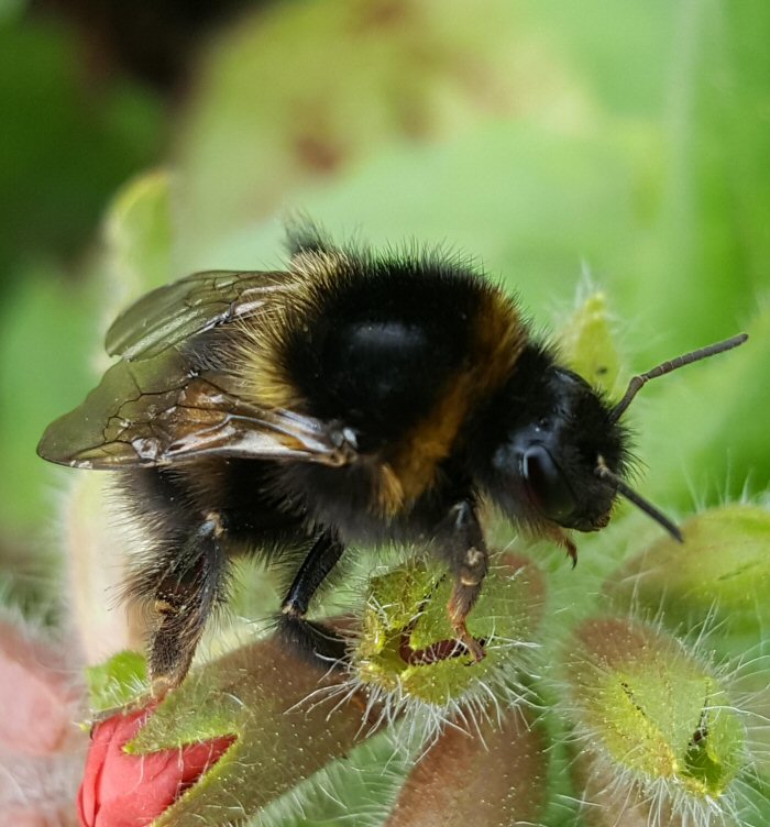 Heath Bumblebee