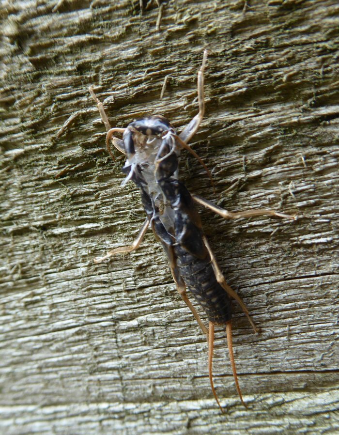 Pupal case of stonefly