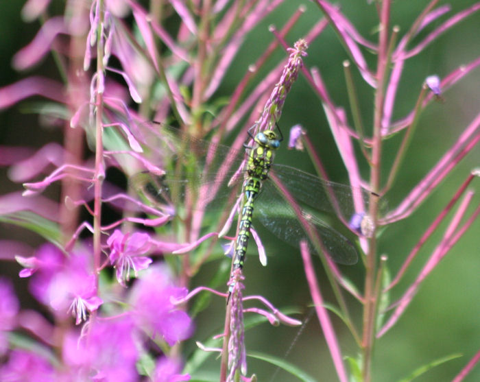 Dragonfly on the thrid willowherb to the right!