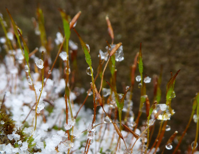 Moss with water droplets and snow