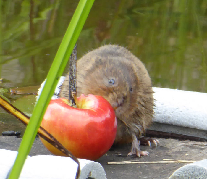 Water Vole just showing its incisor teeth