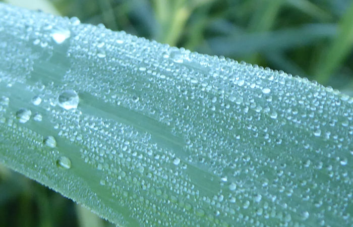 Water droplets o Phragmities