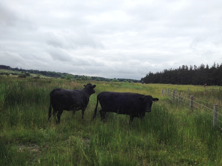 Sheep and Cows | Blog | Foxglove Covert Local Nature Reserve