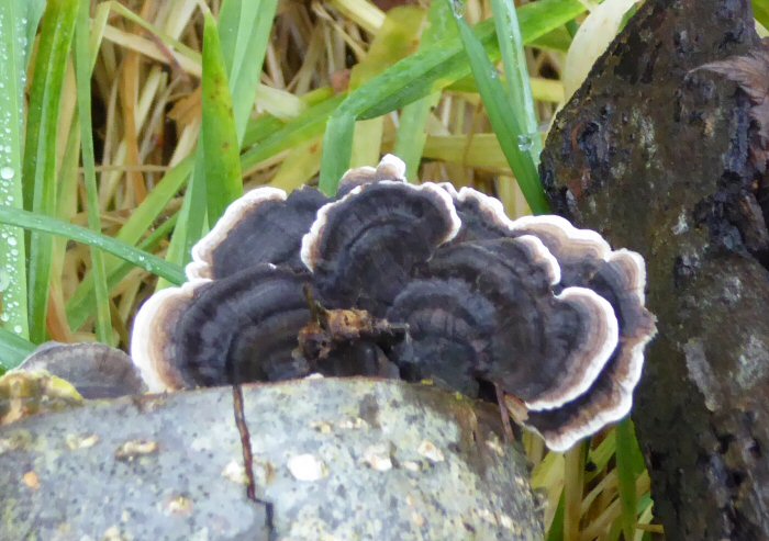 Fungi on wood