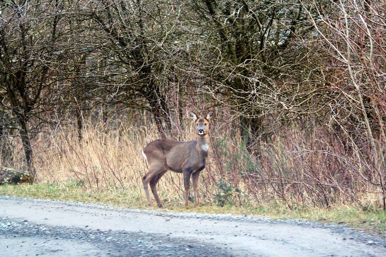 Roe Deer by heathland