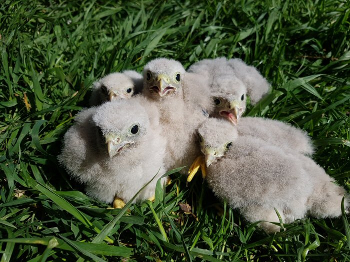 Kestrel chicks