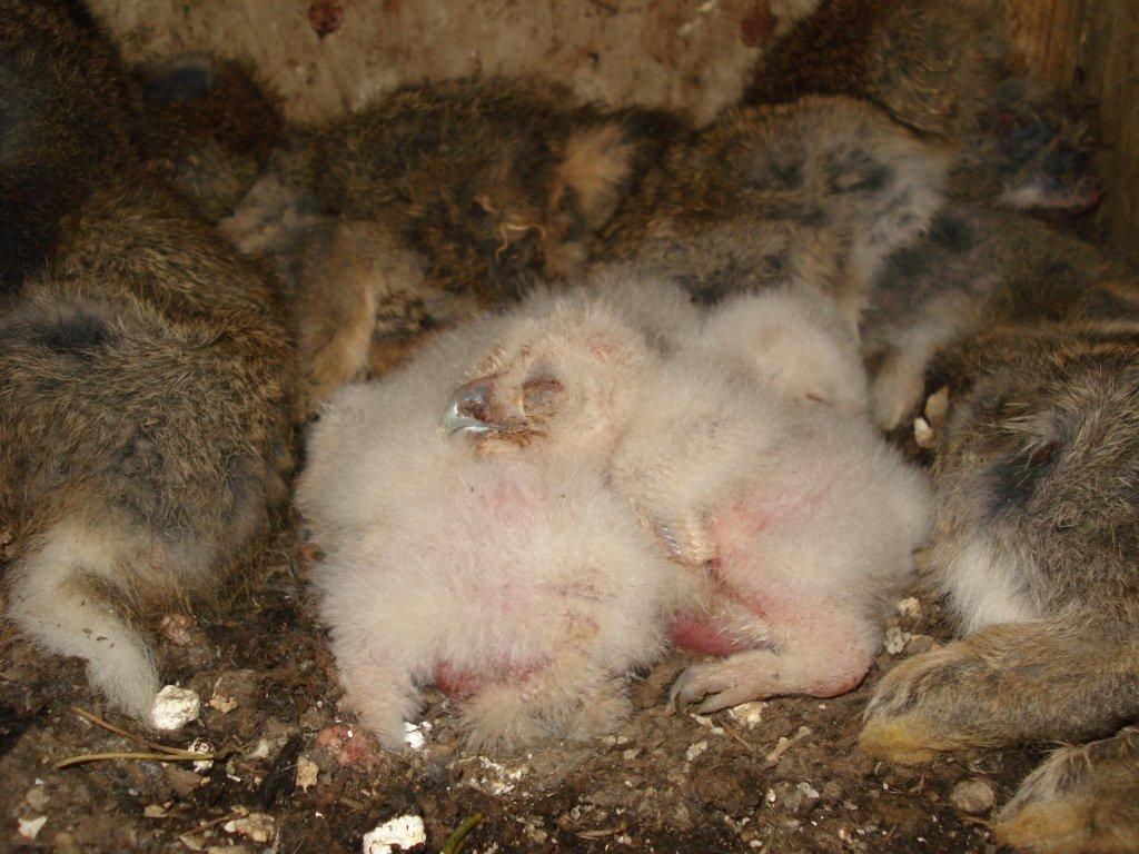 Tawny chicks in nest