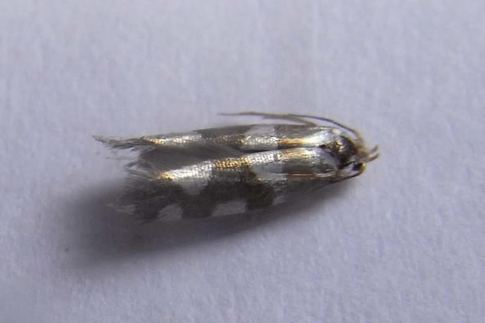Unusual Bogbean blog post image Argyresthia brockeela moth