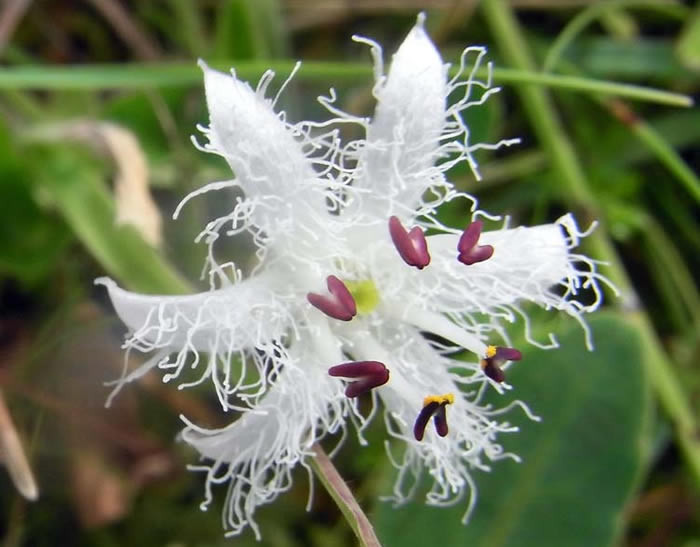 Unusual Bogbean blog post image Bogbean Flower
