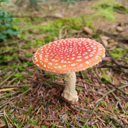 Distinctive Fungi at Foxglove Covert: Fly Agaric