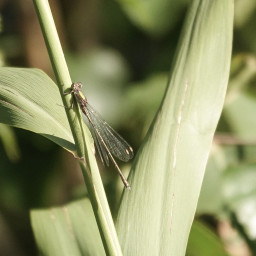 A new damselfly species for Foxglove Covert