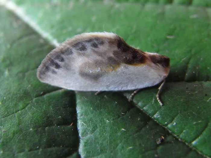 Chinese Character moth blog post image