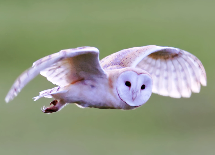 An owl flying through the air.