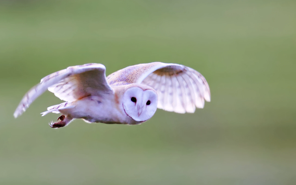 A barn owl in flight