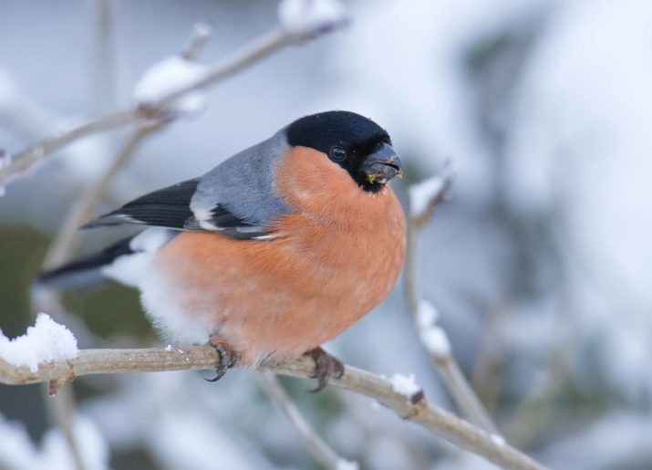 Bullfinch in the snow