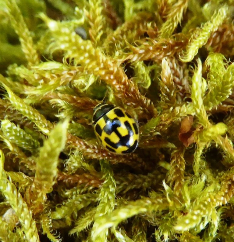 Sweep Netting in the Sunshine blog post image