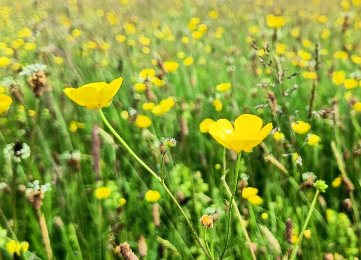 Buttercups in a field.