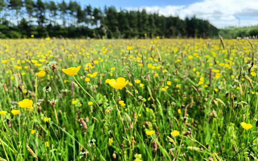 A meadow with buttercups in the foreground