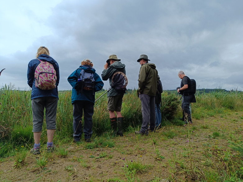 Dragonflies and Damselflies blog post image