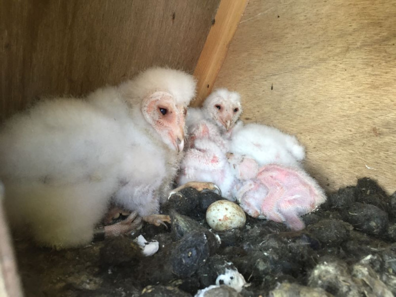 Barn Owl Update blog post image