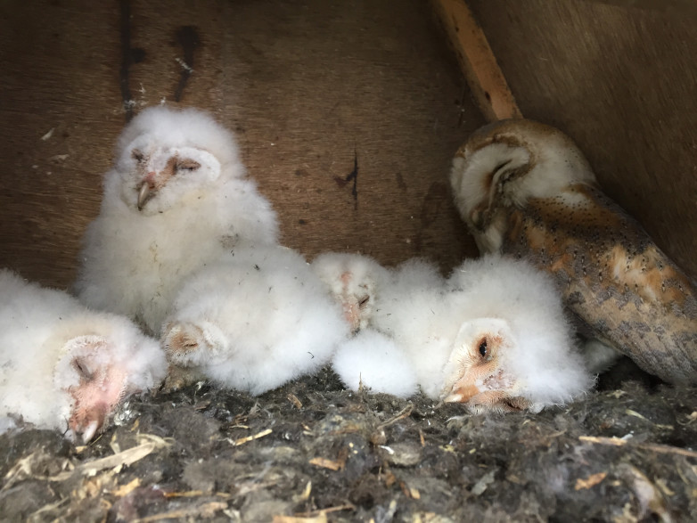 Barn Owl Update blog post image