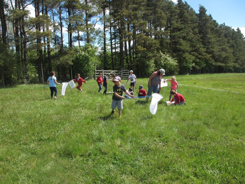 Sweep Netting in the Sunshine blog post image
