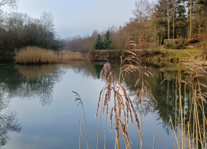 A view of a still lake with grasses in the foreground