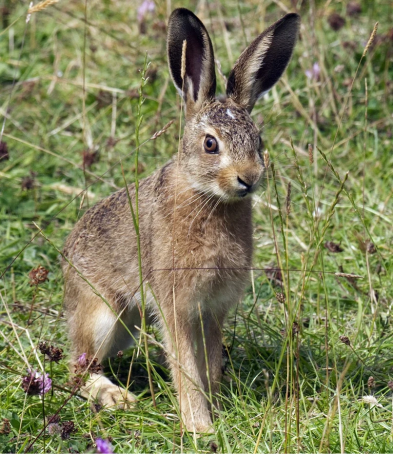 A leveret