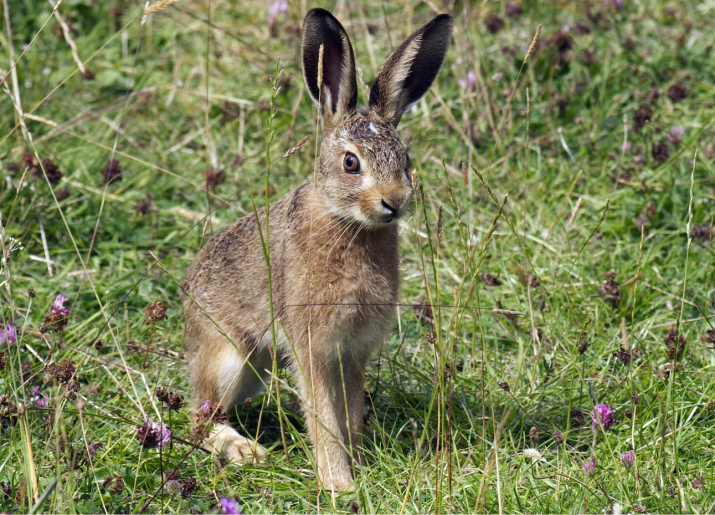 A leveret