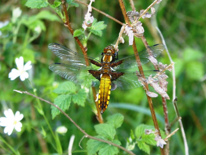 Sweep Netting in the Sunshine blog post image
