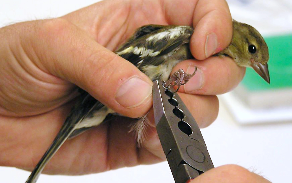 Female chaffinch being ringed