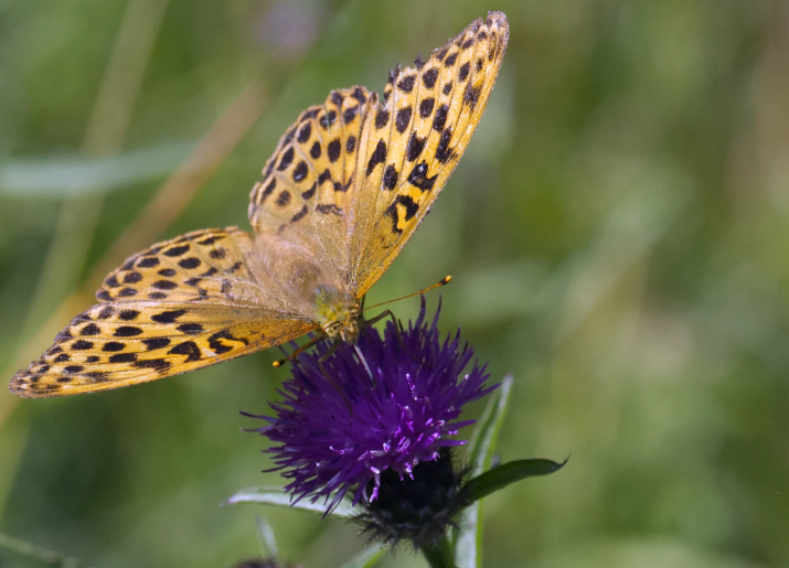 Silver washed butterfly on a purple flower.