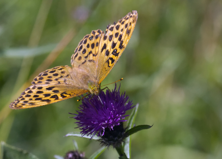 A silver-washed fritillary