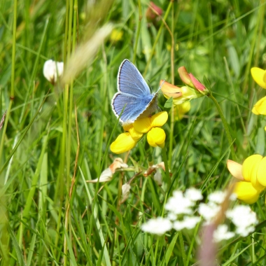 Common Blue on the moor